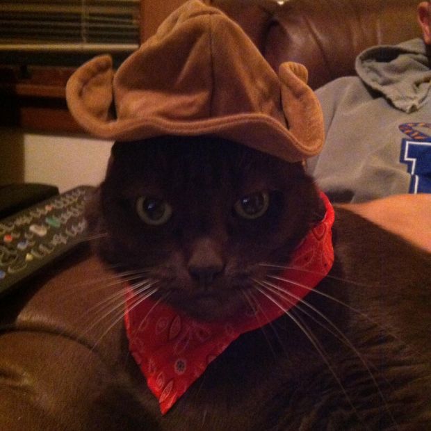 Pets in costume